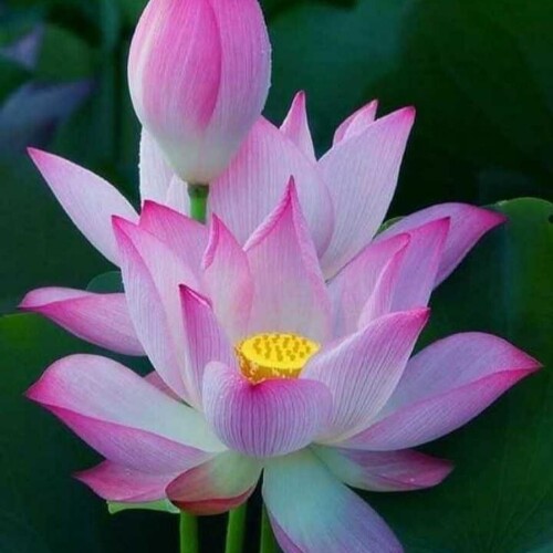 cbfc95829744b4904d4b1ff75ec4b70b