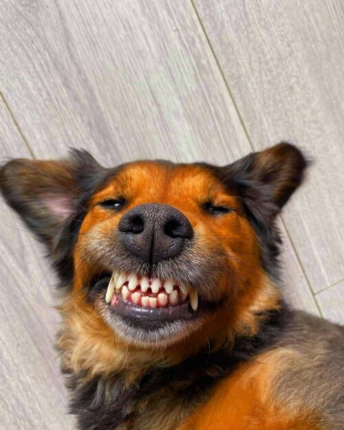 407d970006379c6222475dd786b5ef3a