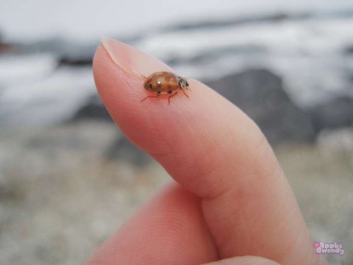 1be33eb7fc760489a3d68b21ad66c0ac