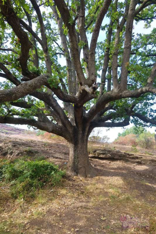 2c188986547cbbff1a5e9ae35325f0ff