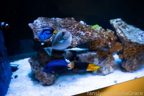 42b7c480ae72ff645c6e8d2c4109b166