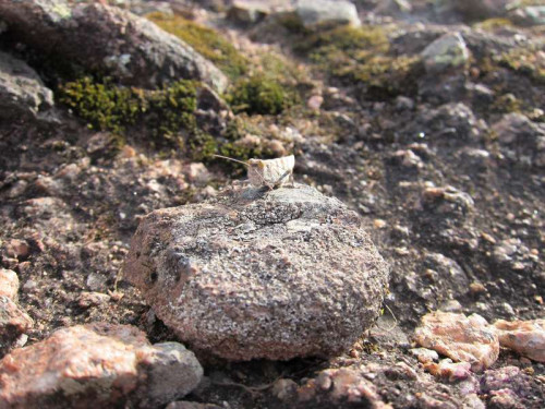 d2b38d08e6ad178850a406b66933eb8f