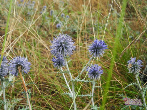 ea75e18ed001636c43d4a1b64acf1b04